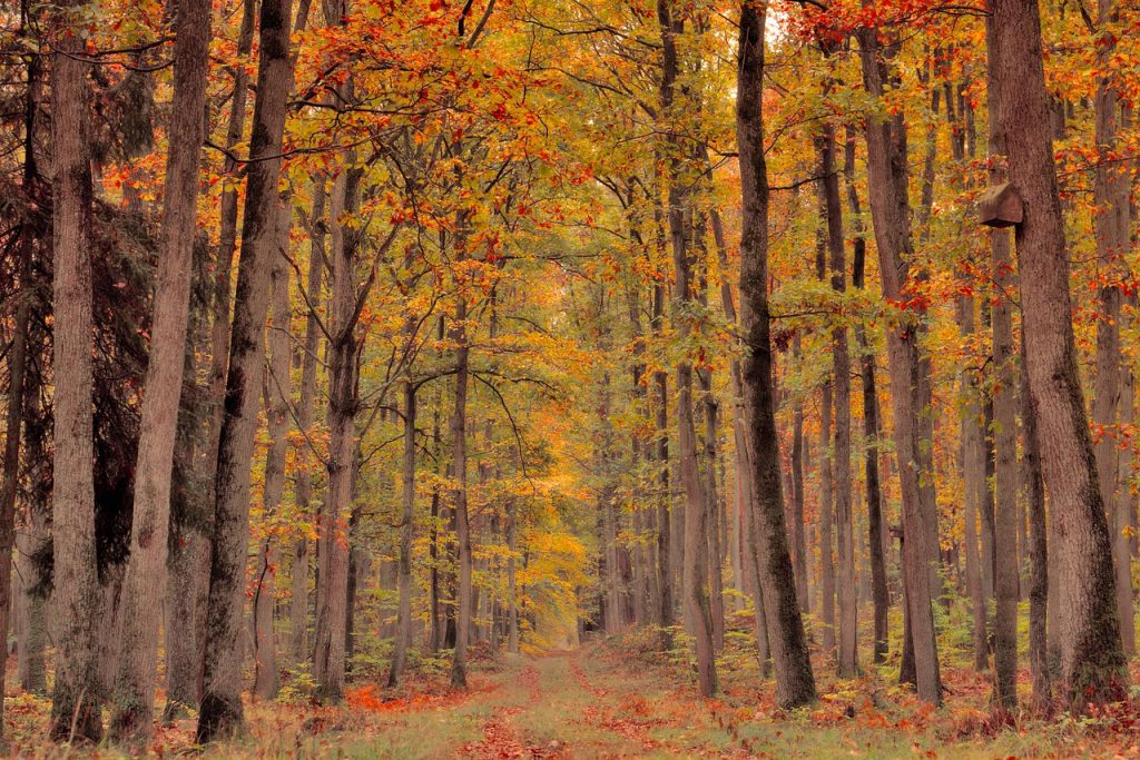 mooie wandeling door het bos, dates, date ideeën, koppels, liefde